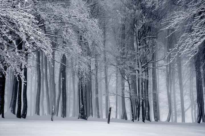 black and white cold fog forest